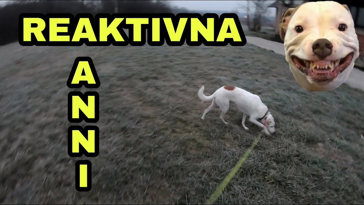 REAKTIVNA ANNI