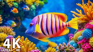 Aquarium 4K (ULTRA HD) 🐠 Colorful Coral Fish & Jellyfish - Soothing Music for Sleep #22 screenshot 1