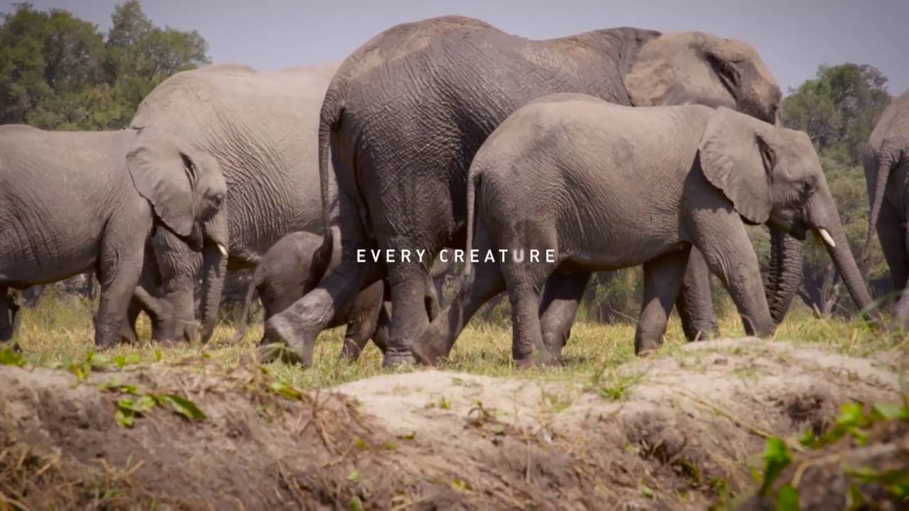 climate change projections Wildlife trafficking - time to stop it in its tracks