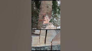 This Is How Shark Gill Works