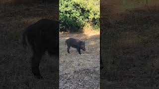 Πεπα το γουρουνάκι #wildanimals #wildlife #shorts #animals