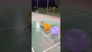 #funny #dogs #beaglecrew #doggielife #viralvideo #cutedog #cutedog #petvideos #puppy #dog #doggiecor