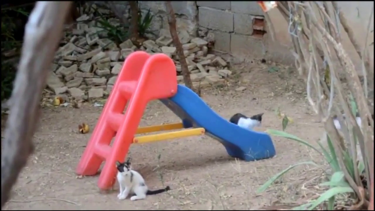 Funny Cats and Kittens Love to Slide | Playing on Slides
