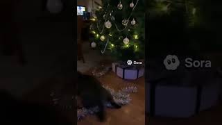 Кот и праздники