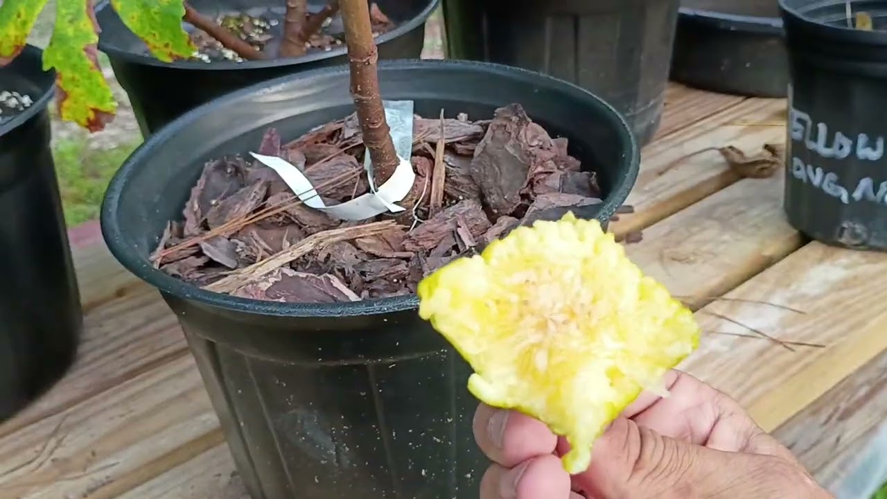 Yellow long neck figs are stupid delicious!