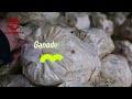 Ganoherb sporodermbroken ganoderma lucidum spore powder