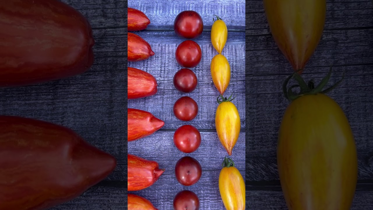 Tomatenvielfalt in ihrer ganzen Pracht 💚 jetzt beginnt die schönste Zeit des Jahres