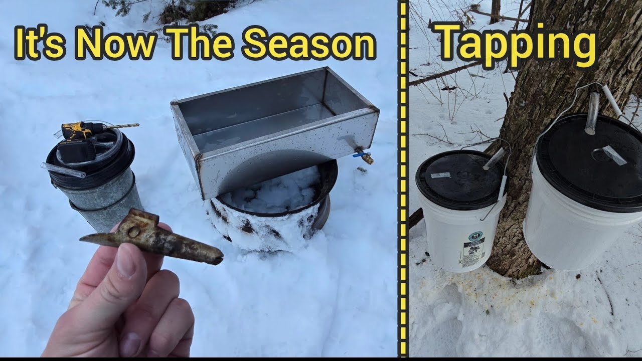 Starting Maple Syrup Production, With New Wood Fired Evaporator