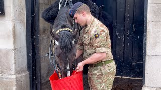 Heartwarming Moment Guards Brings Water for Horse on Duty then this Happened! by The King's Guards and Horse UK 39,664 views 2 days ago 1 hour, 6 minutes