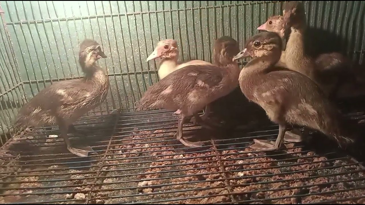 Anakan bebek mandarin masih usia 20.hari