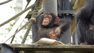 'I'm already used to the Ryoma display.'　Kamine Zoo　Chimpanzee　20240