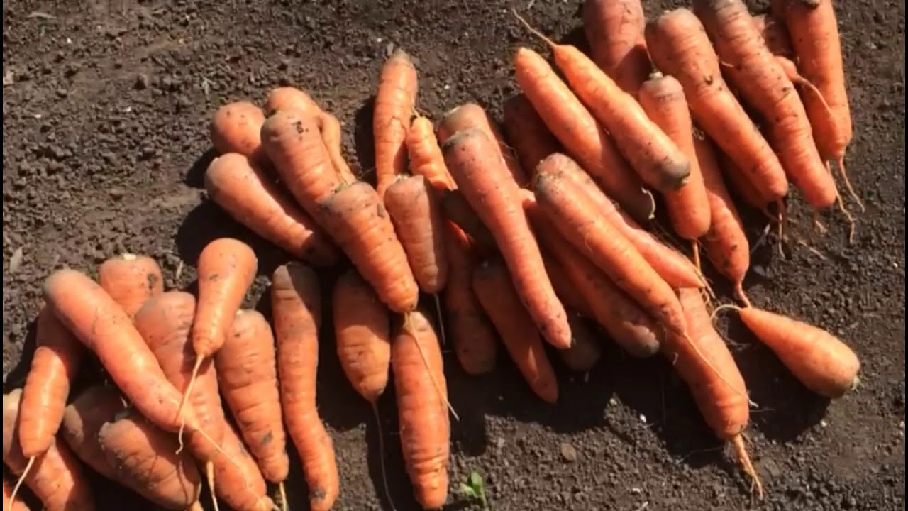 Уборка моркови сроки. Куча моркови. Морковоуборочный комбайн ем-11. Морковь проминанс f1. Способы хранения моркови.