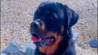 ROTTWEILER TALK BETWEEN AMERICAN AND GERMAN ‍♂‍♂‍♂ STOP WAITING TO BE LIED TO