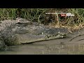 Тайны дикой природы Австралии : Крокодилы 4K