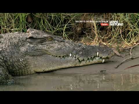 Video: Mississippi aligator: stanište, hrana, fotografija