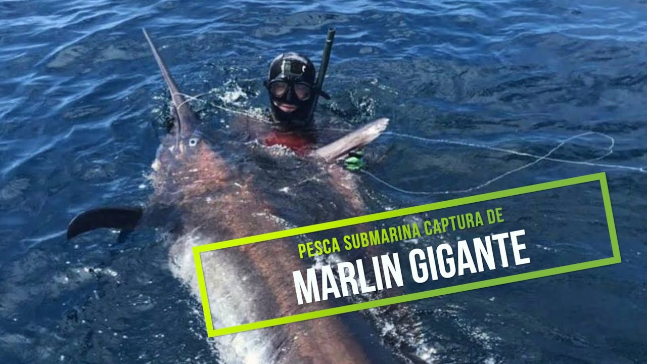🦈✅🔝Pesca Submarina Marlin GIGANTE de 181kg en Ecuador🔝Spearfishing 400lb Black Marlin 😱SUSCRIBETE