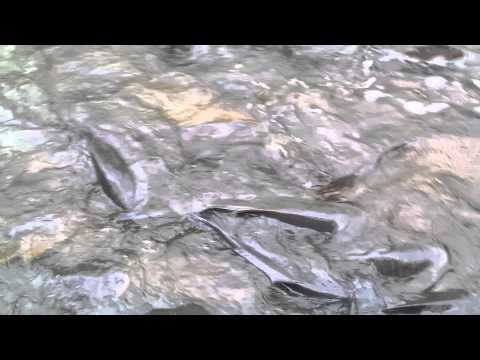 CRAZY!! CARP SPAWNING SEASON!!