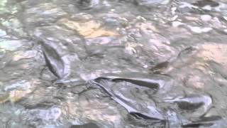 CRAZY!! CARP SPAWNING SEASON!!