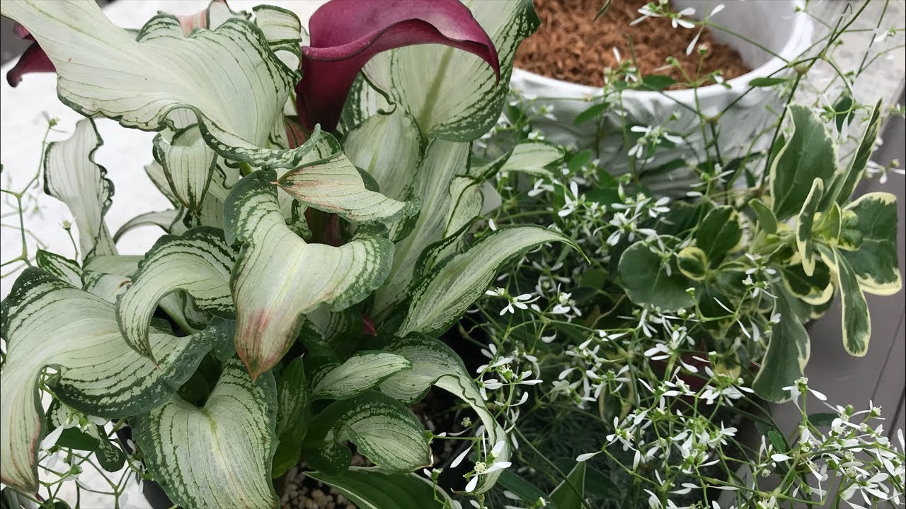 ロータスコットンキャンディ Lotus Hirsutus Brimsutone 夏越しムレないコツ 寄せ植えにプランツギャザリング 花ズバっ 160旬の 花とその使いかた紹介 花創人ガーデニング教室 Youtube