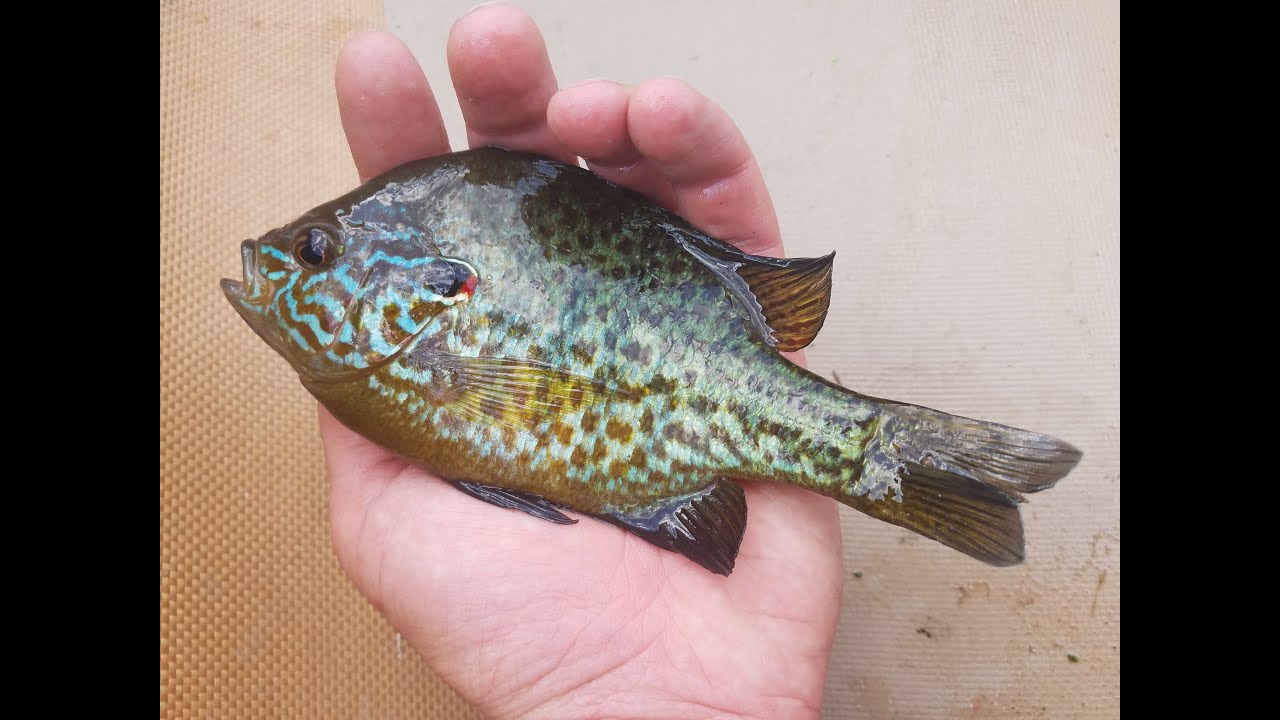 Paddling & Fishing on Saxton Lake on the River, New Jersey