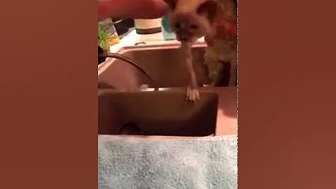 Watch the video about First bath of Sheldon, the Ragdoll kitty