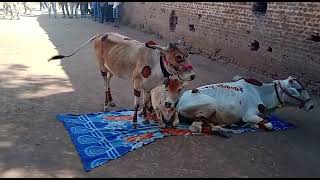 वठळ गय पडद Pavan Jadhao