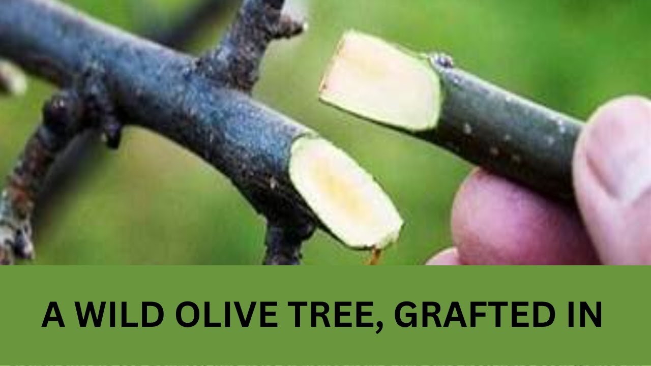 You, A Wild Olive Tree... Grafted In, A study of Romans 11 and ...