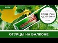 Огурцы На Балконе: Уход Удобрения Полив Усы