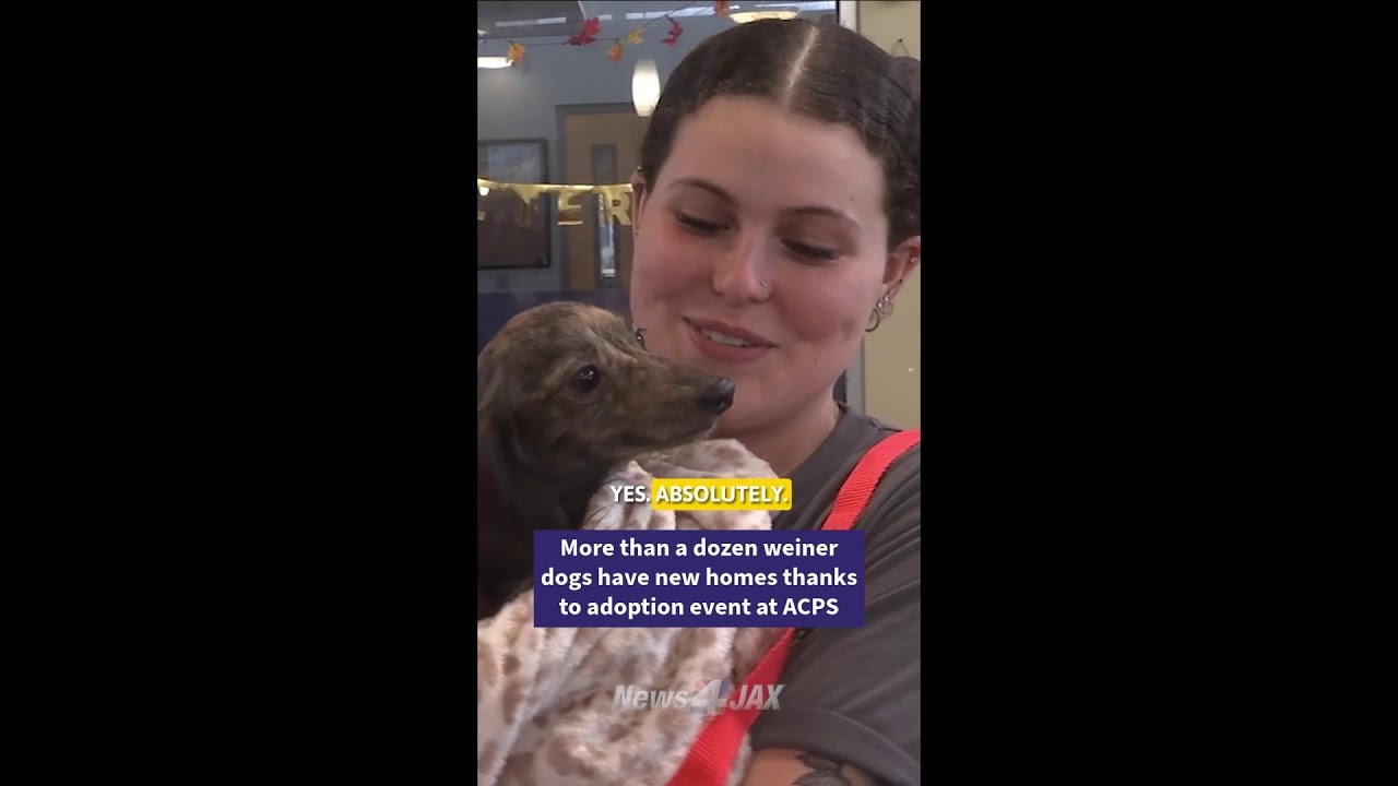 19 weiner dogs get new homes at ACPS event