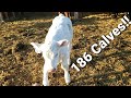 186 Calves!!  Calf Update March 18 2020