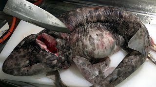 【人食いサメ！？】巨大ナヌカザメの腹を割いてさばいていくっ