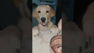 cute labarador puppy requesting    Human ?#labrador #short