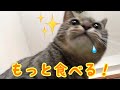 ちょっと早めのプレゼントもらったよ！〜たっかいやつぞおやつバージョン〜
