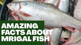 AMAZING FACTS ABOUT MRIGAL FISH | FISH FARMING |