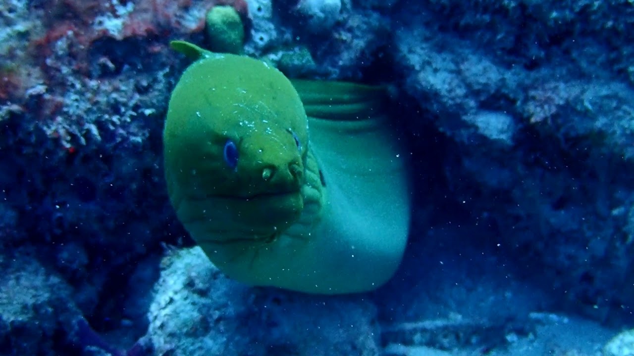 Green moray eel West Palm Beach Florida shorts YouTube