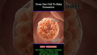The Miracle of Human Life 🌱➡️👶