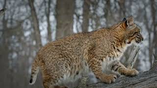 10 Amazing facts about bobcats You Didn't Know: Nature's Hidden Gems - bobcat facts - wild cats