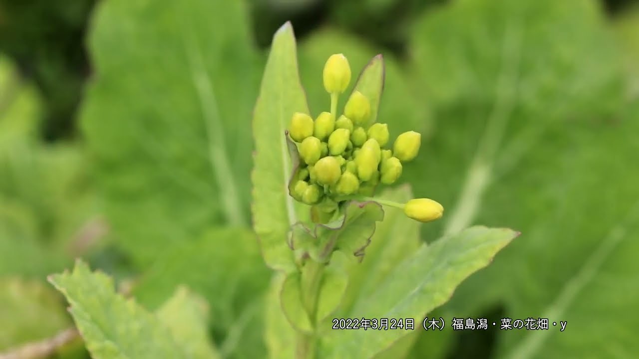 福島潟 菜の花日記 22年3月24日 Youtube