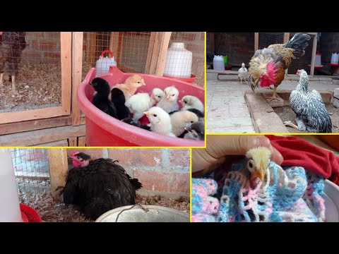 Video: Mi experiencia Criando pollos de Ameraucana de pollos a gallinas