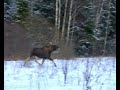 Охота на Лося. ( Moose hunting. Film one). Фильм первый.