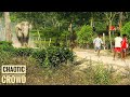 Elephants attack in retaliation  people run for their lives    