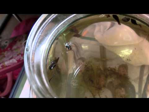 Kampf im Teich Aquarium Kaulquappe frisst Schnecke und Rückenschwimmer