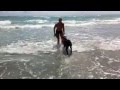 Florida Dog Academy - Dog training at the beach Part 1 Florida Dog Academy - Dog training at the beach Part 1