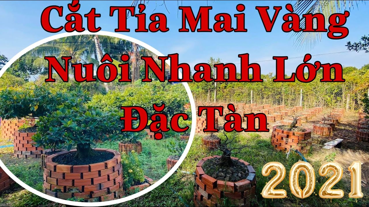 cách trồng mai vàng nhanh lớn P1 | cách tỉa cành mai vàng sau tết | mai vàng sau khi chơi tết