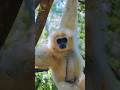 The SHOCKING Truth About Gibbon Apes Nobody Tells You #shorts #facts #animals