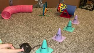 My smart pet rats Jellybean and Pistachio doing some fun agility!
