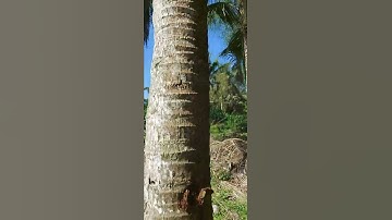 bán vườn nghỉ dưỡng tại Định Quán Đồng Nai. 6,6 sào. LH 0344644637 gặp Thọ.