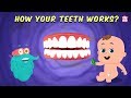 How Your Teeth Work? - The Dr. Binocs Show | Best Learning Videos For Kids | Peekaboo Kidz