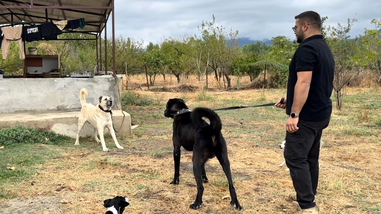 ÇİFTLİĞİ HAYMANA KARALARI BASTI