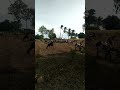 ஆடு